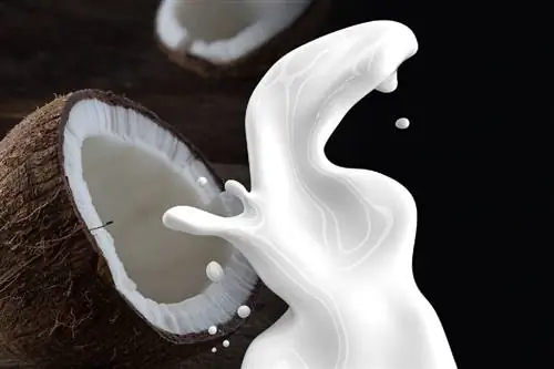 leche de coco