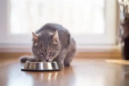 gato atigrado sentado junto a un plato de comida