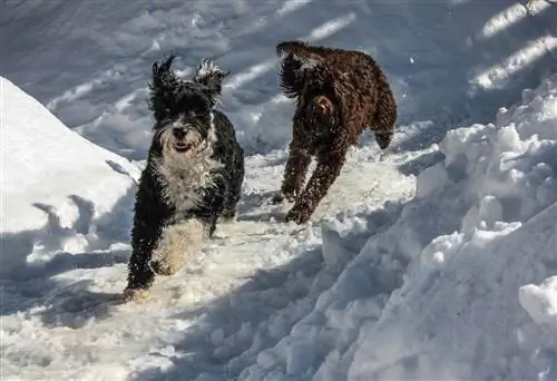 Quanto exercício um cão de água português precisa? Fatos aprovados pelo veterinário