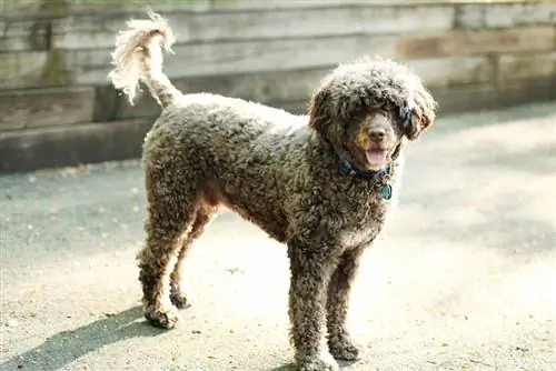 cane da acqua portoghese in piedi all'aperto