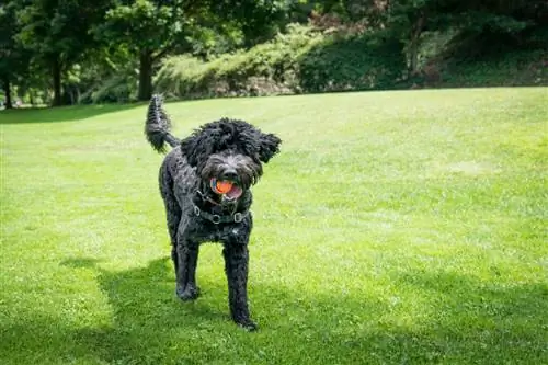 Portugisisk vandhund, der spiller bold i parken