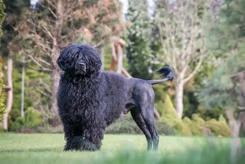 3 coupes de cheveux de chien d'eau portugais & styles de toilettage en 2023 (avec photos)