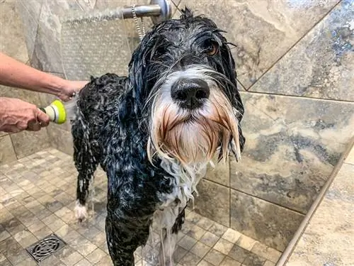 Naliligo ang Portuguese Water Dog