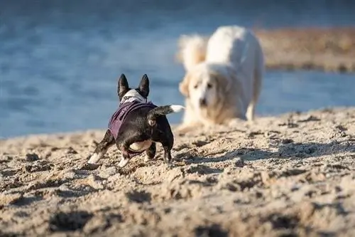 Oynayan aktif köpekler