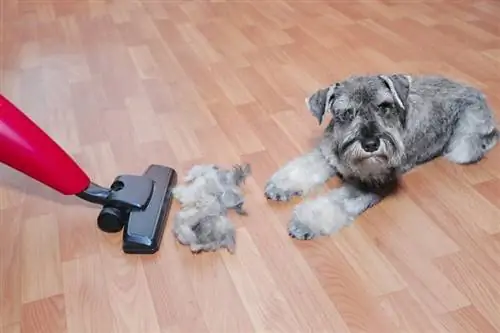 Vacuum-cleaner-ball-of-wool-hair-of-pet-coat_Maximilian100_shutterstock