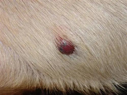 Hemangiosarcoma de pell