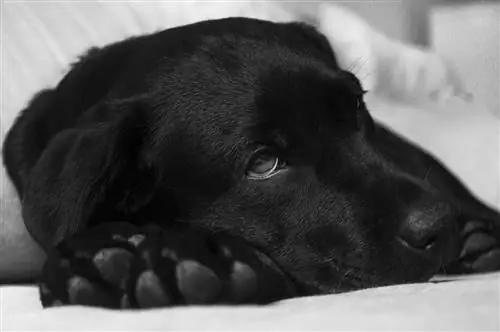 6 Meest voorkomende vormen van kanker bij honden – Onze dierenarts legt uit (met foto's)