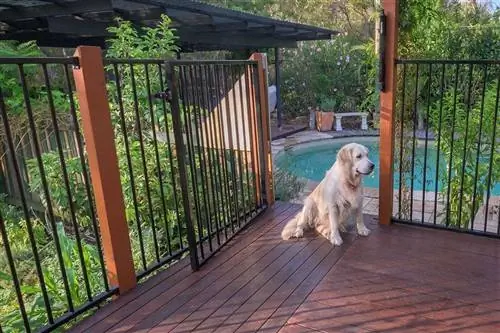 perro junto a la valla de la piscina