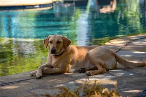 au bord de la piscine du labrador