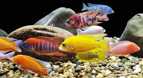 makulay na cichlids sa aquarium