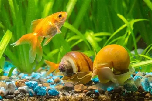 goldpis at snails