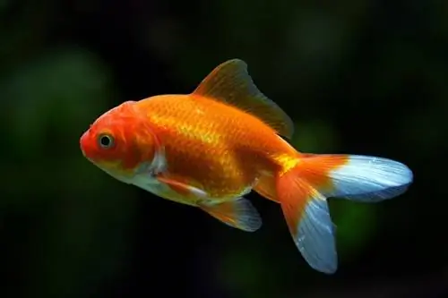 Carassius auratus_boban_nz_shutterstock