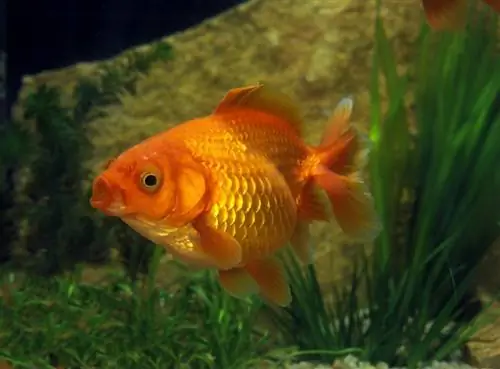 Imperial Goldfish: Sorggids, variëteite, lewensduur & Prente