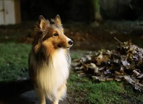 Sheltie en la noche