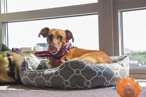 perro en una cama de perro lamiendo