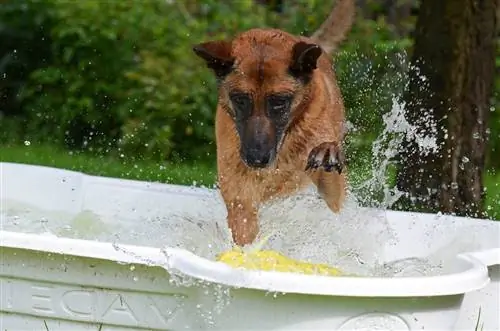 cachorro indo para a piscina