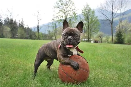 bulldog francés atigrado y blanco jugando con una pelota