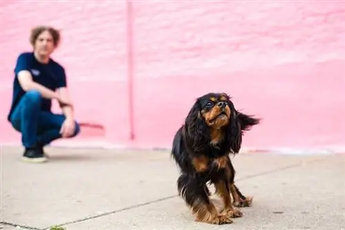 Dog Recall_shutterstock_Page Light Studios-ni o'rgating