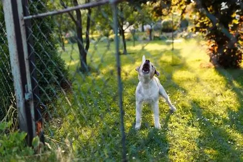 Hvordan stoppe hunden din fra å bjeffe på naboer (6 triks som fungerer)