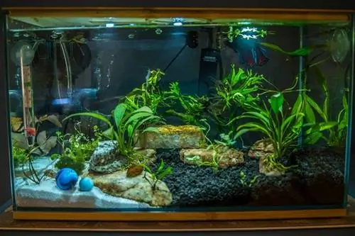 Tre gallon betta fiskeakvarium med levende vandplanter