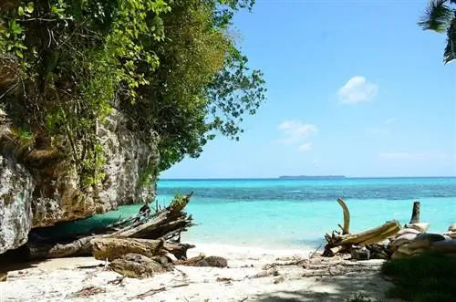 drivtømmer strand stor solrig