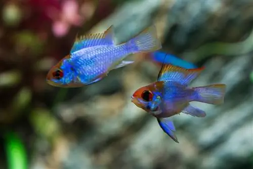 German blue rams