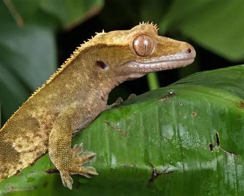 5 mejores terrarios para Geckos con cresta en 2023 – Reseñas & Mejores selecciones