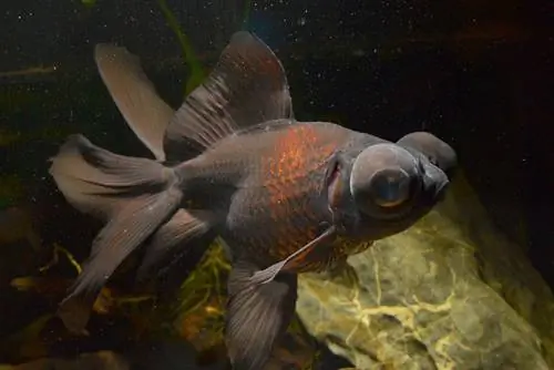 Black Moor Goldfish