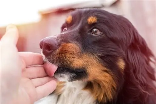 Hvordan stoppe hunden din fra å slikke deg: 9 enkle & effektive metoder