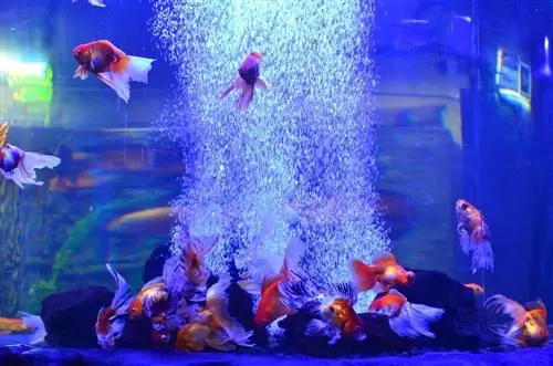 Mashabiki 5 Bora wa Kupoeza Kwa Aquariums mwaka wa 2023 - Chaguo Bora &