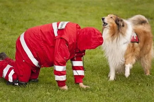 Latihan Skuadron Anjing Penyelamat