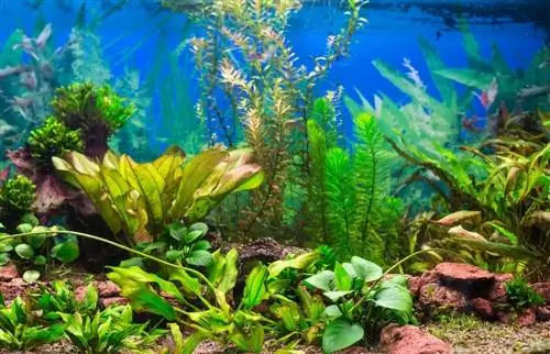 plantes de fond d'aquarium