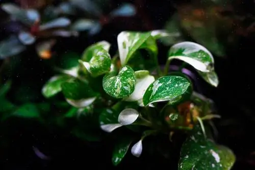 Anubias nana panaché à l'intérieur d'un aquarium