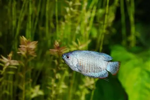 গুঁড়া নীল বামন gourami