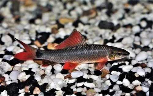 beautiful-rainbow-shark-in-freshwater-aquarium_Arunee-Rodloy_shutterstock