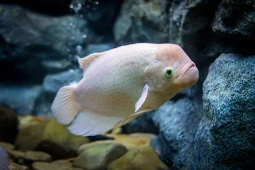 gigantisk gourami