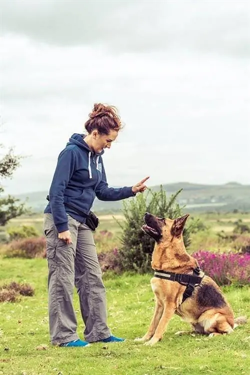 babaeng nagsasanay ng isang German shepherd na maupo