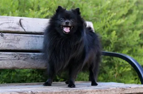 čierny pomeranian