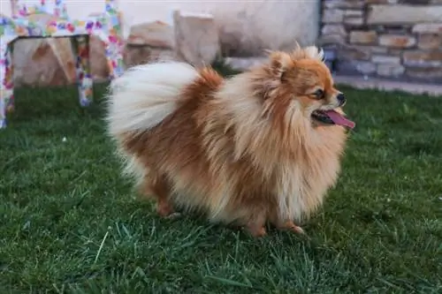 Sable Pomeranian