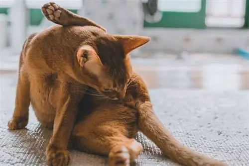 brun katt som slickar och sköter sitt könsorgan