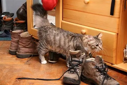 Comment obtenir l'odeur d'urine de chat & Taches sur les chaussures : Guide étape par étape