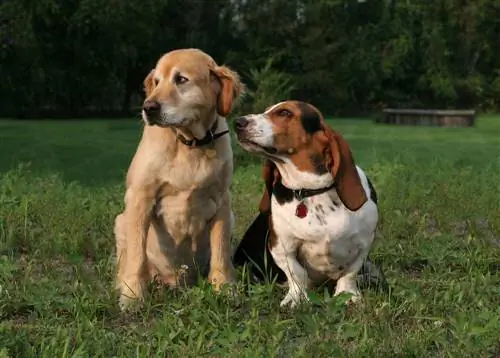 golden retriever və basset iti