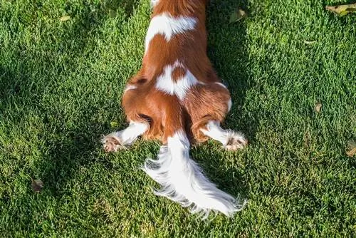 halen av cavalier king charles