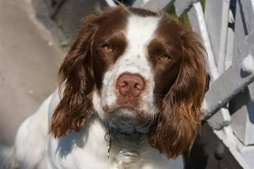 የእንግሊዘኛ Springer Spaniel ፊት