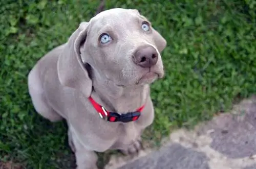 ብር weimaraner