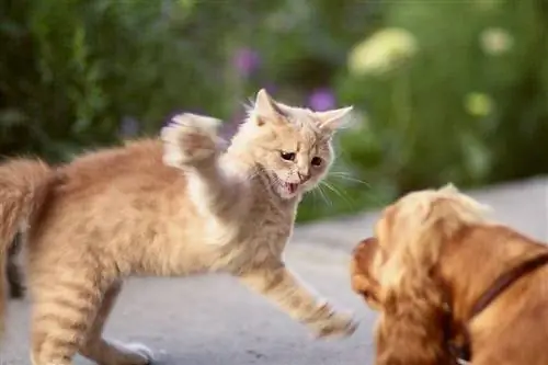 Un gat l'ha ratllat un gos? El nostre veterinari ens explica què fer