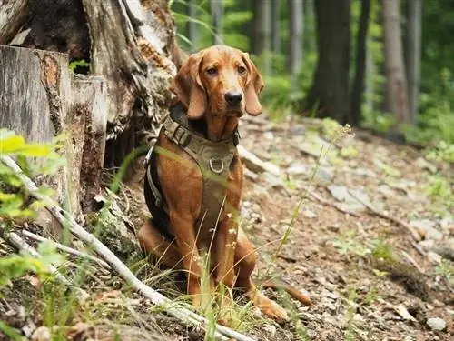 sabueso polaco en el bosque