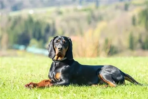 Perro de caza polaco tirado en el prado verde