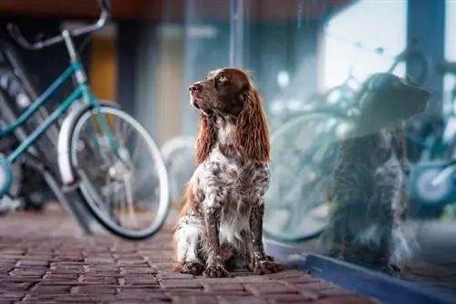 Polski Spaniel Myśliwski