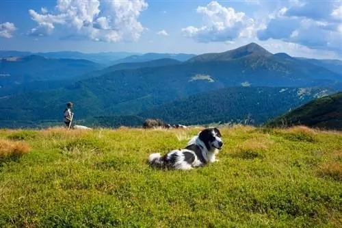 7 raca qensh polake – Një udhëzues i plotë (me fotografi)